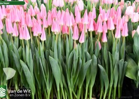 Tulipa Neper ® (1)